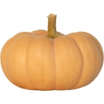 Autumn Crown F1